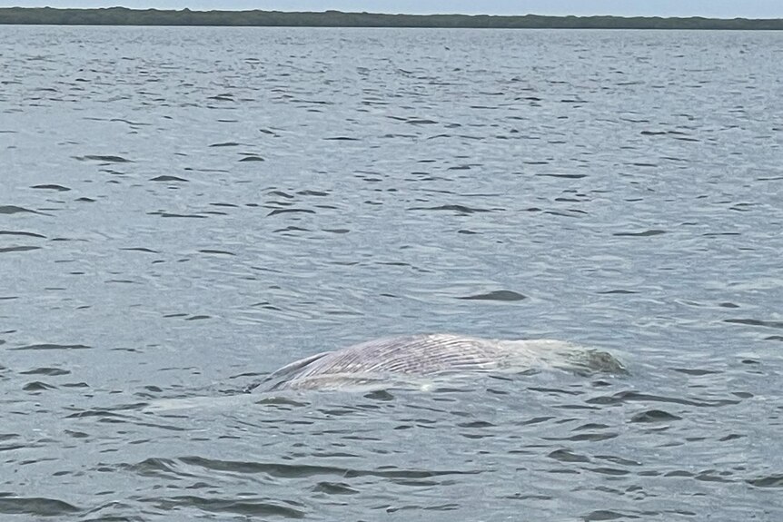 A dead whale floating in the water.