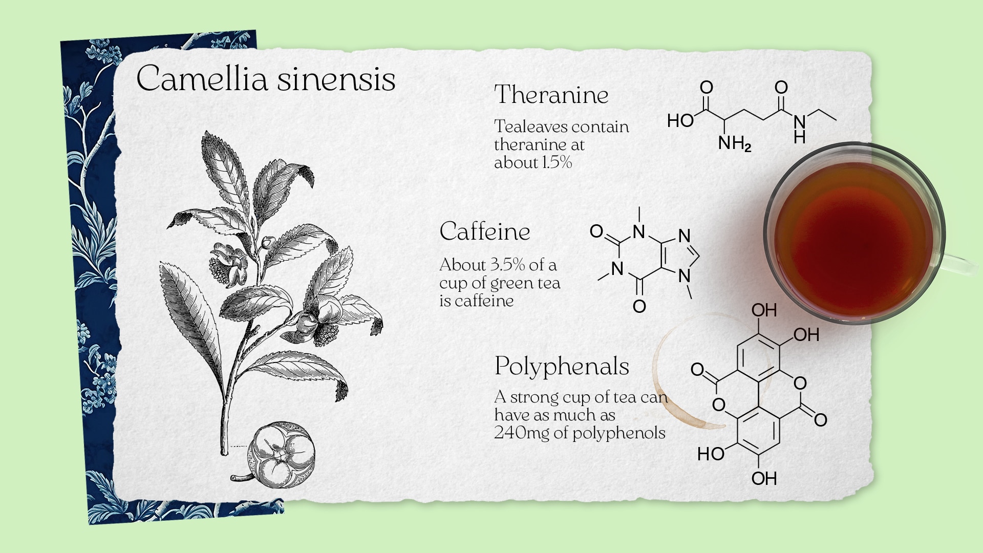 A drawing of camellia sinensis, the official name of the tea plant.