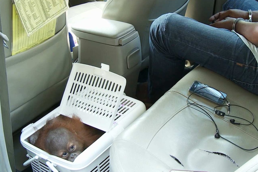 Baby orangutan peers out of small basket at the back seat of a car.