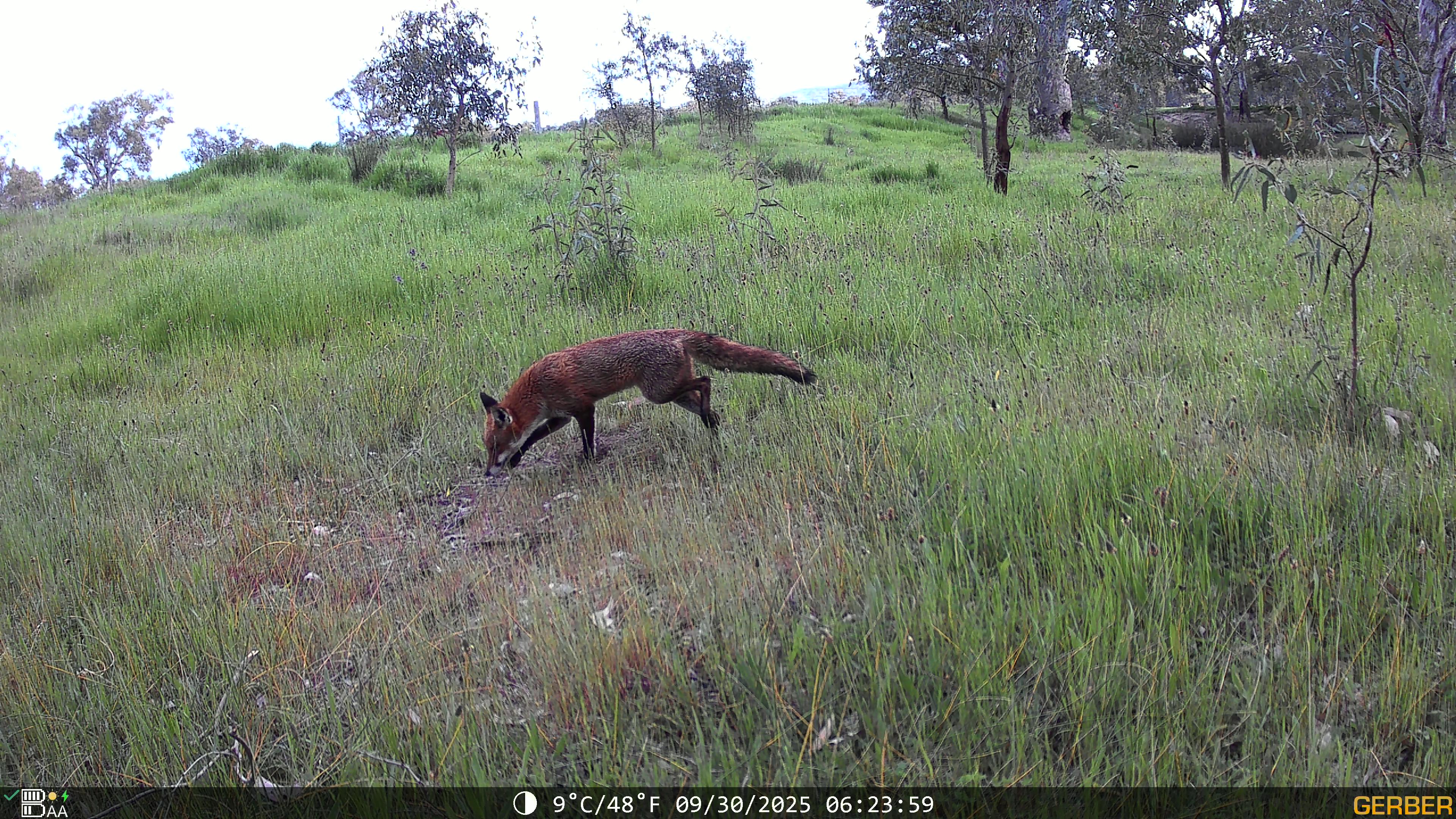 Imágenes de cámara de un zorro olfateando el nido de tortugas 