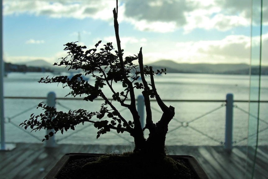 Silhouette of a bonsai.