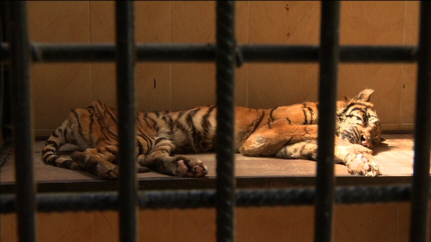 A tiger that had been underfed at the Surabaya Zoo.