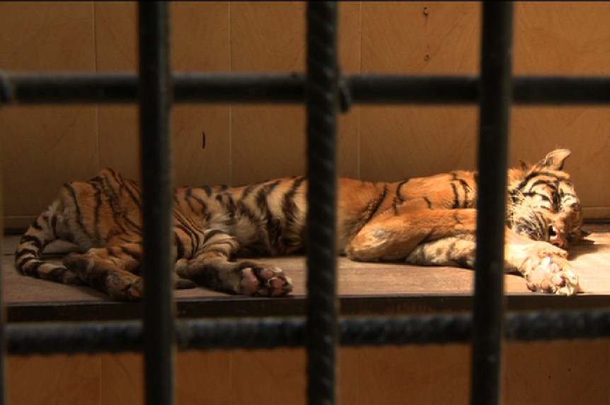 A tiger that had been underfed at the Surabaya Zoo.