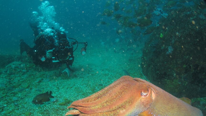 A scuba diver explores the undersea world of the Batemans Marine Park