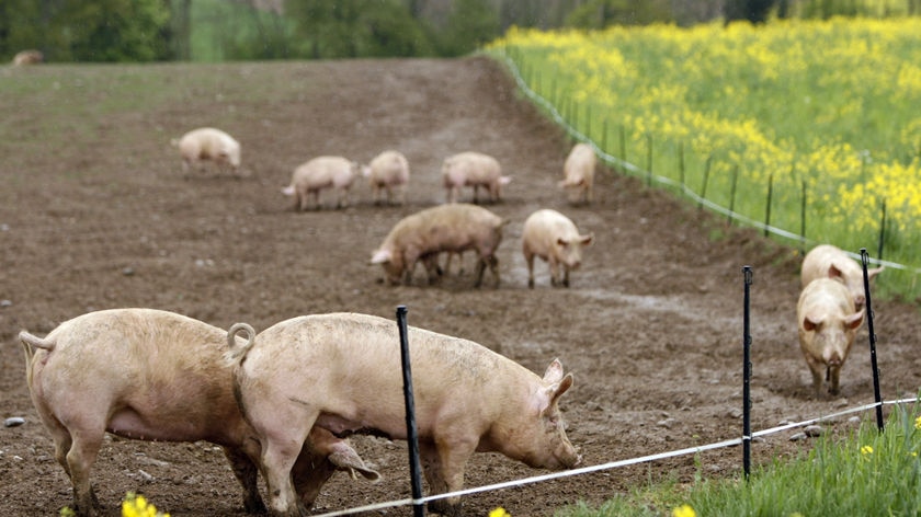 Pigs are pictured on a farm in Vullierens, 40 km (25 mi) east of Geneva, April 27, 2009. Governments around the world rushed to reduce the impact of a possible flu pandemic on Monday, as a virus that has killed 103 people in Mexico and spread to the United States and Canada also reached Europe.