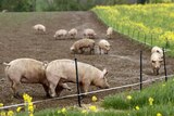 Pigs in a farm pen