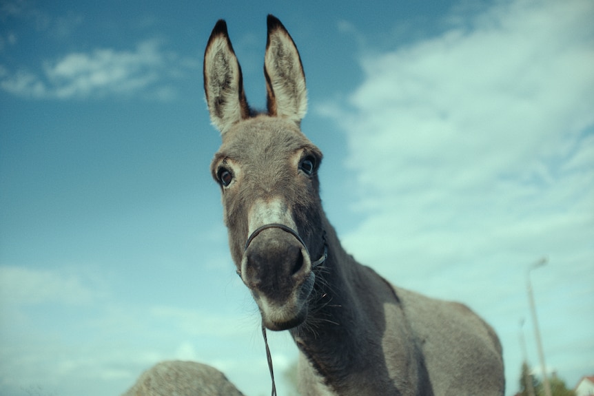 A grey donkey with big, emotive eyes stands against a clear blue sky with its ears pricked and wearing riding reins.