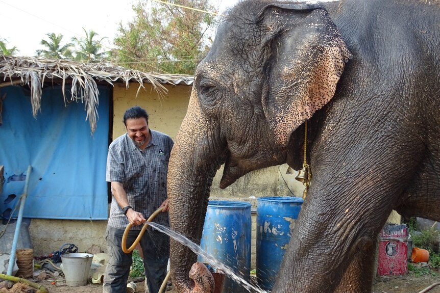 Elephant being bathed by a hose