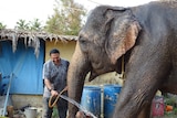 Elephant being bathed by a hose