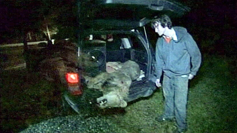 Tigers Lions Bears Shot After Us Zoo Escape Abc News