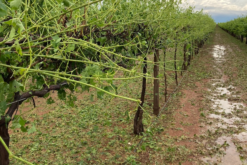 Rows of grape vines stripped of leaves and bunches with water on the ground.