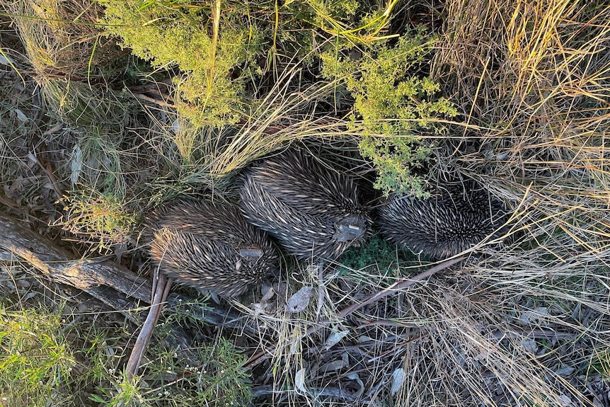 Three echidnas