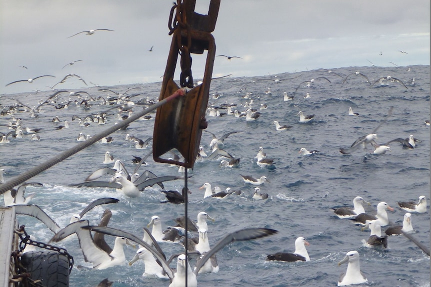 Albatross frenzy behind a fishing trawler.