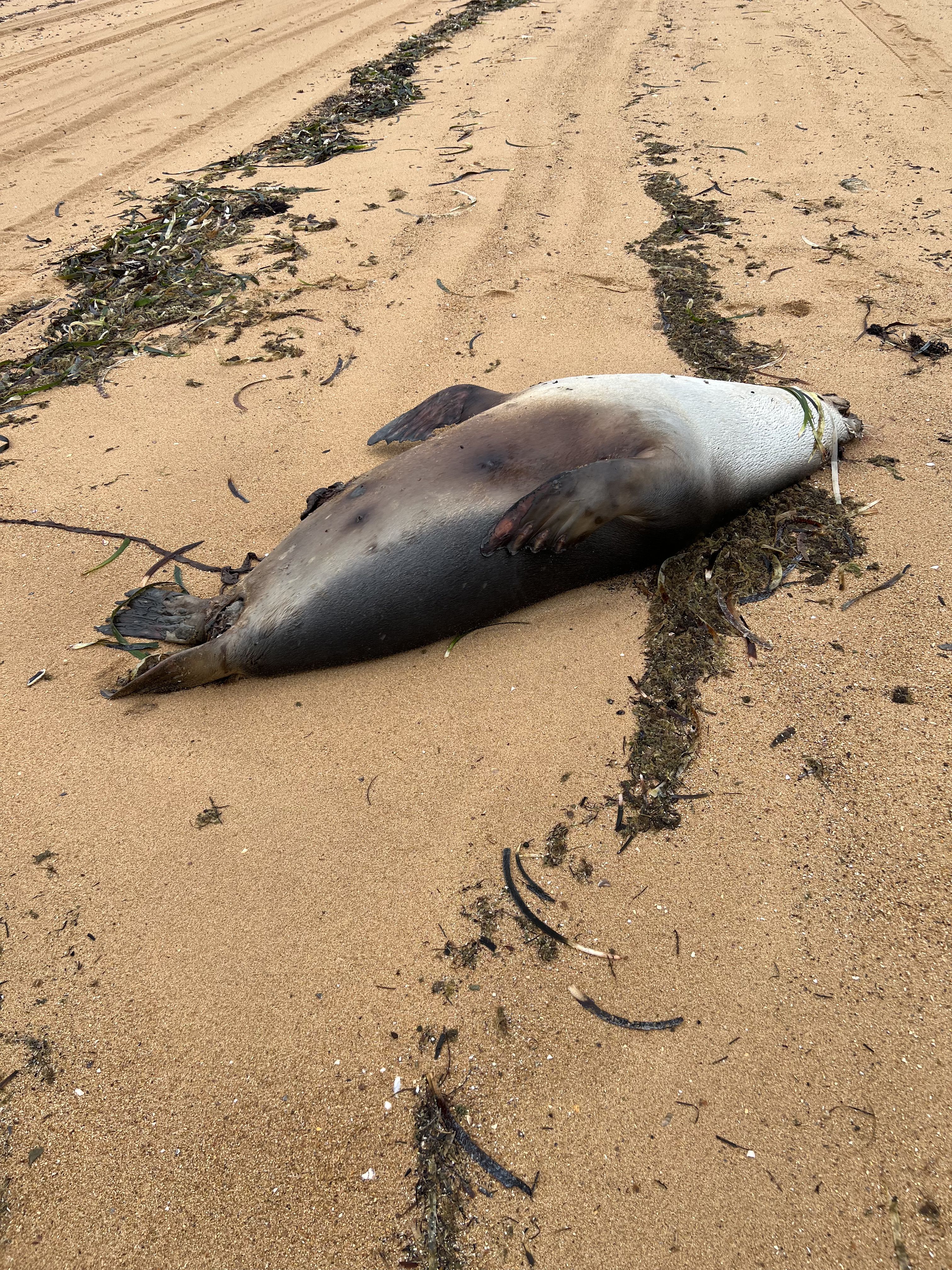 Dead marine mammals washed up on Port Lincoln beaches left to rot