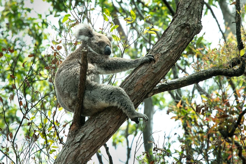 A koala in a tree in Queensland.