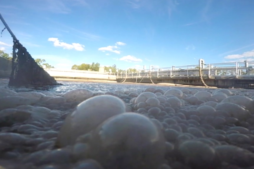 Bubbling wastewater in a treatment pond