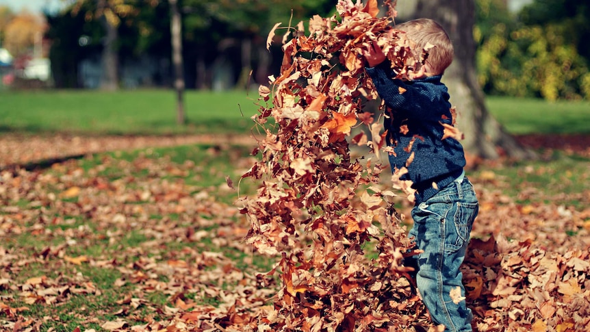 A child throws a pile of leaves into the air