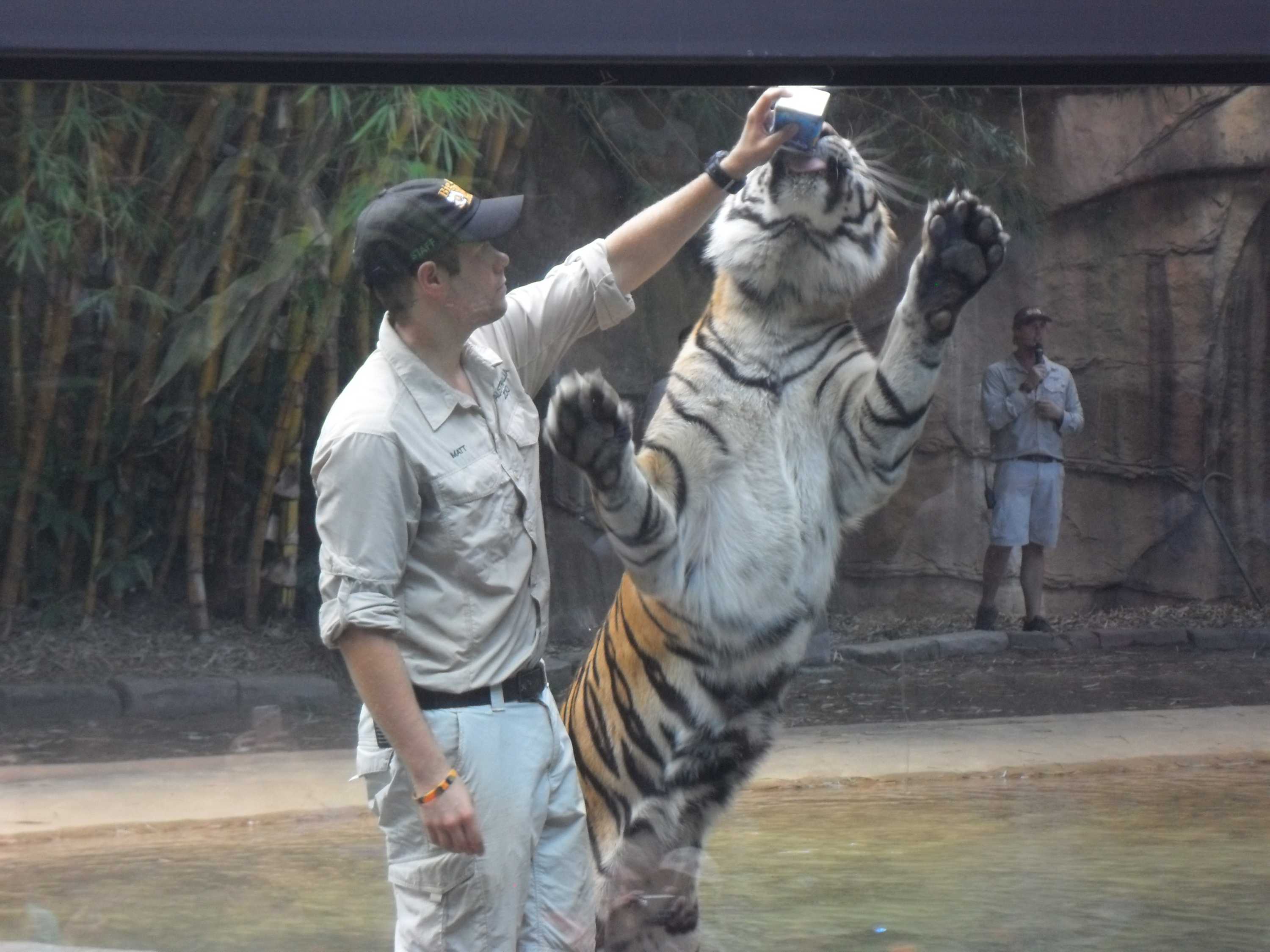 What Happened To Australia Zoo Tiger Handler? – CLSA