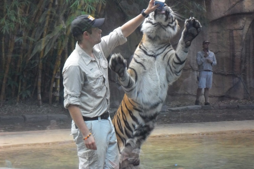 A handler feeds a tiger during a show at Australia Zoo.