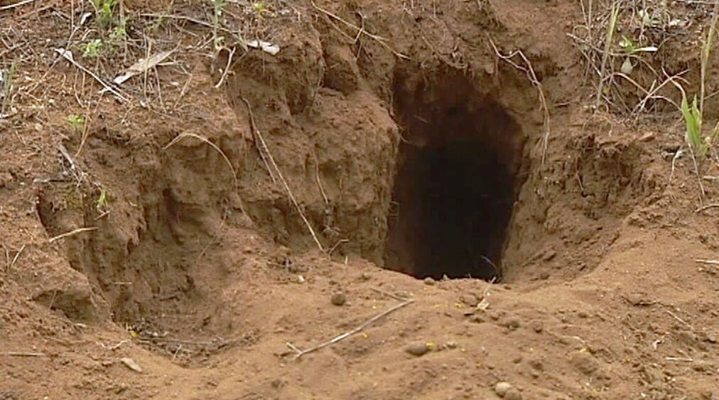 Mt Ainslie rabbit cull begins - ABC News