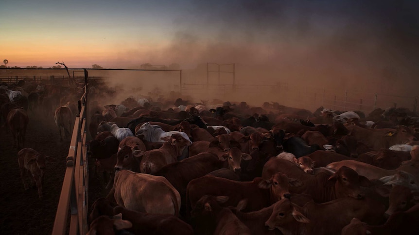 Mob of cattle in yard kicking up dust