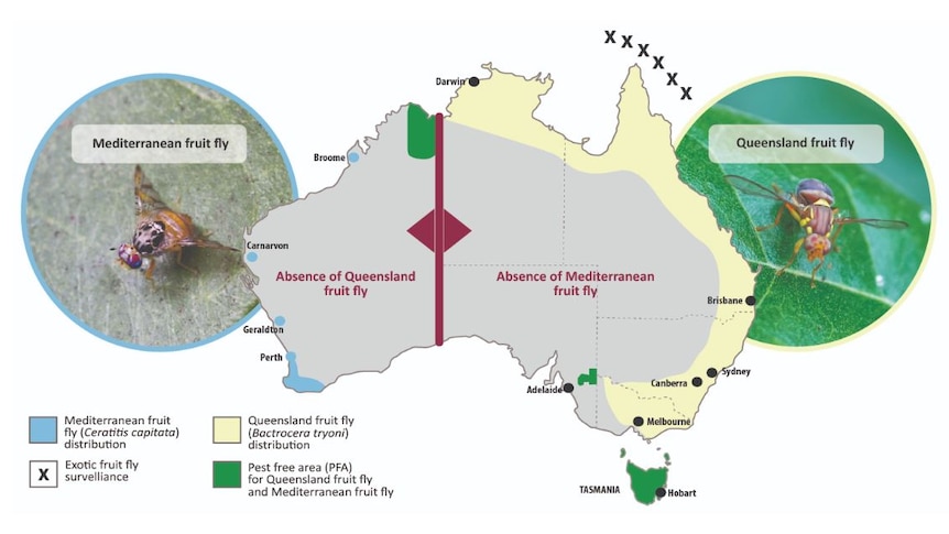 A map of Australia showing where Queensland fruit fly is a pest.