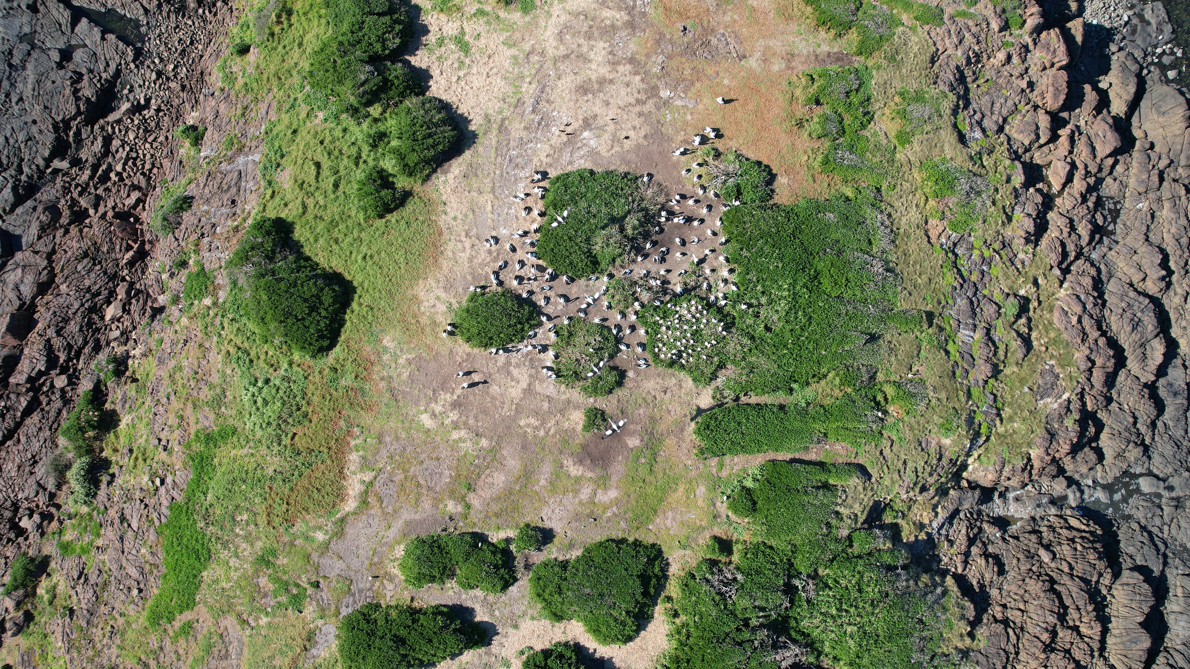 Uma foto aérea de uma área verde e rochosa e uma colônia de pinguins.