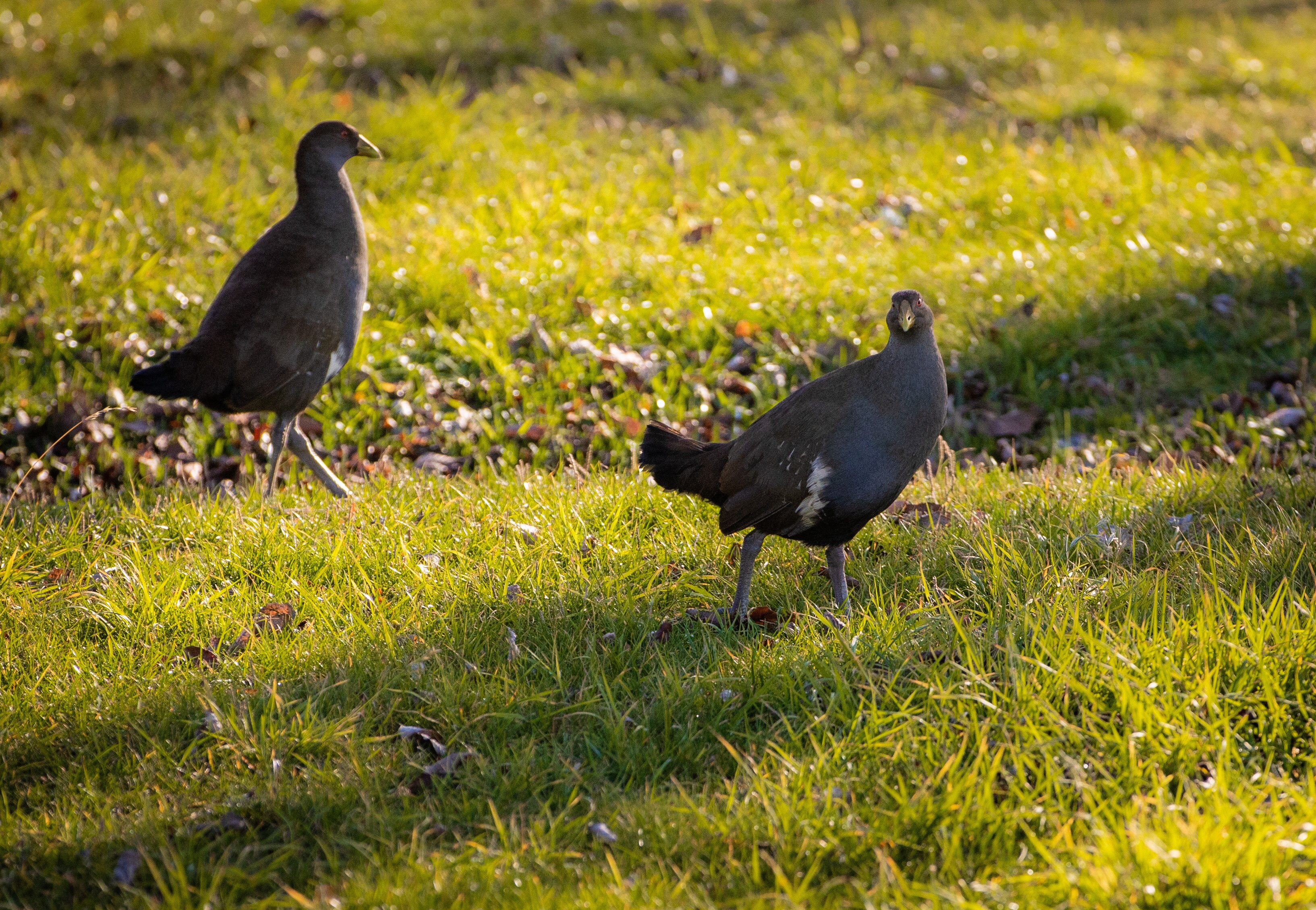 Two Tasmanian native hens, one standing side on to the camera, the other looking directly at it stand in green grass