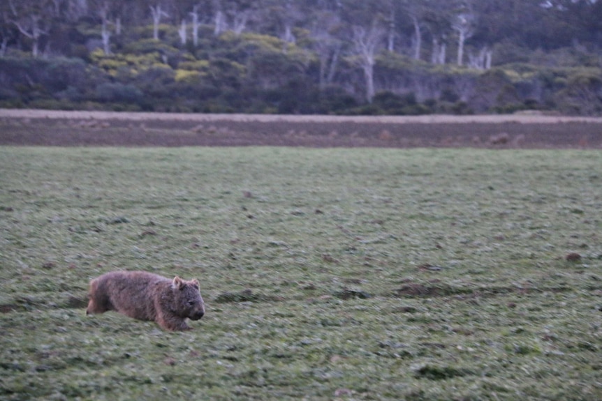A wombat jumps in a grassy clearing.