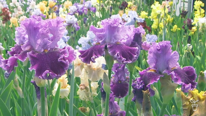 Bright purple and yellow bearded iris plants growing in a garden.