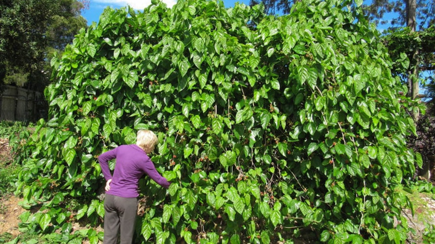 A mulberry tree being picked by a lady in a backyard.