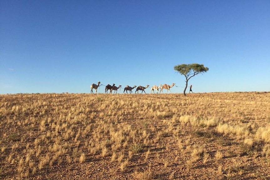 Camels on the land