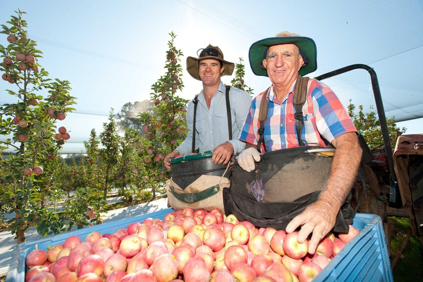 Two men wearing hats standing in an orchard with a bin of apples.