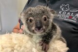 A small koala joey held by a carer on a blanket.