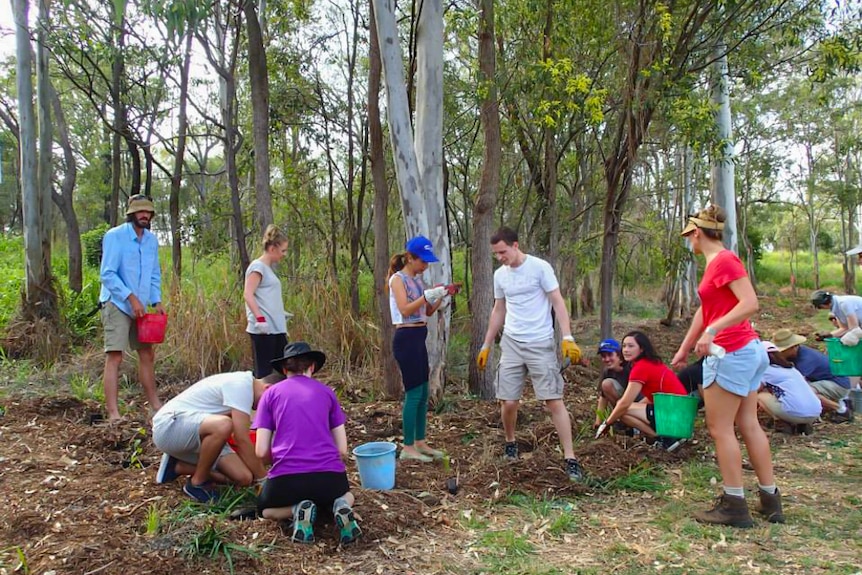 Landcare for Singles has attracted crowds to planting events held in Brisbane.
