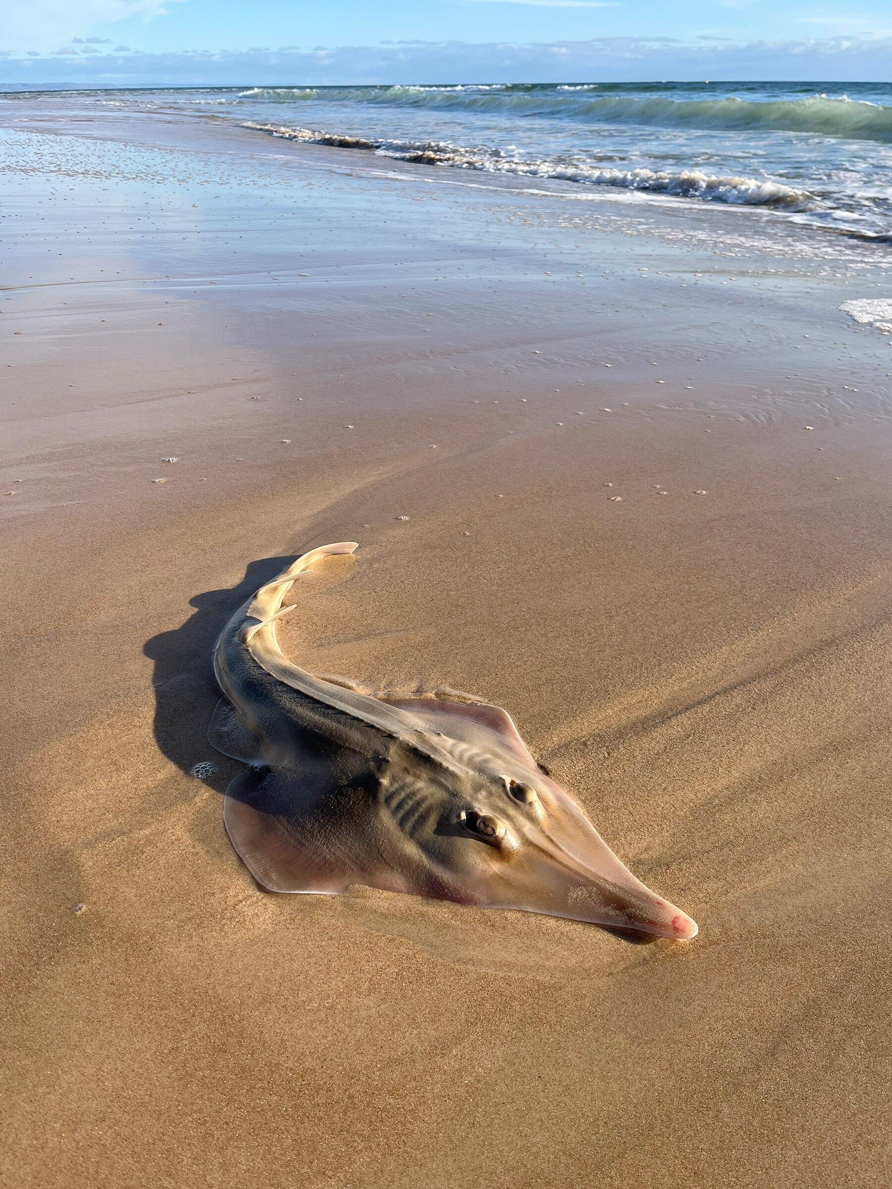 A dead ray with an elongated snout on a beach.
