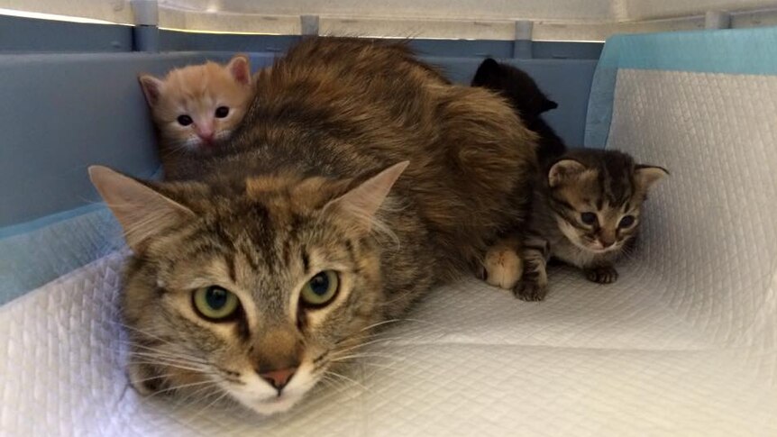 Kittens with a mother cat