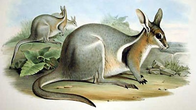 Bridled Nail-tail Wallaby by John Gould 1863 (Wiki Commons)