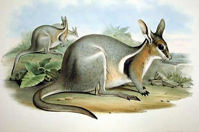 Bridled Nail-tail Wallaby by John Gould 1863 (Wiki Commons)