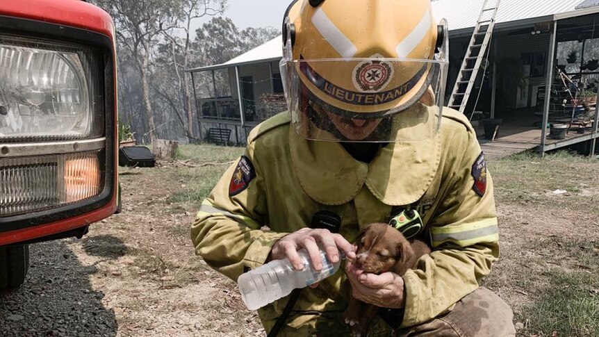 A firefighter gives a bottle of water to a puppy