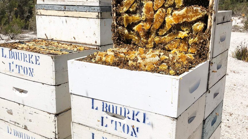 Bee hive boxes with Manuka honey.