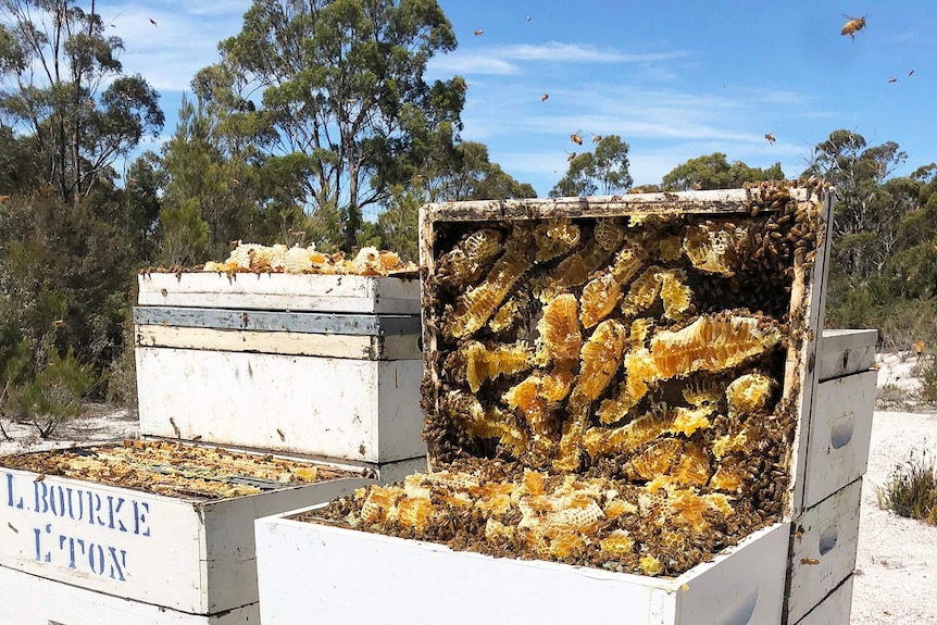 Bee hive boxes with Manuka honey.