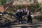 Three people hurt as tree falls at school