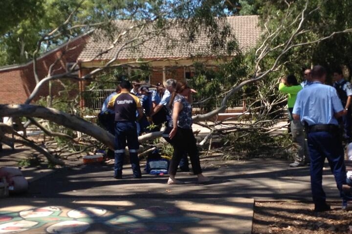 Three people hurt as tree falls at school