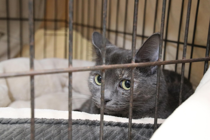 A close-up of a grey cat lying down in a cage in an animal refuge.