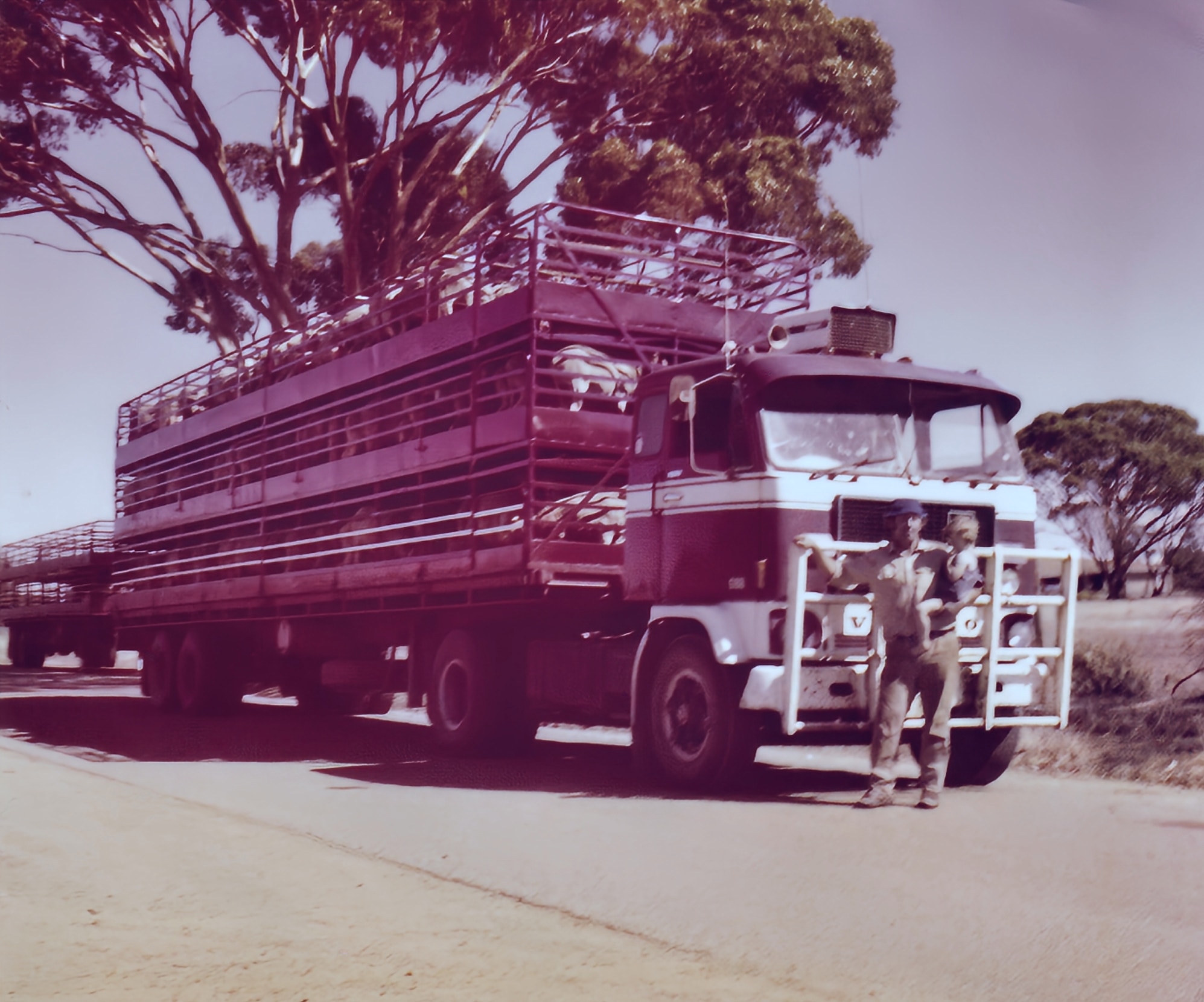 Foto antigua de un camión cargado de ovejas.
