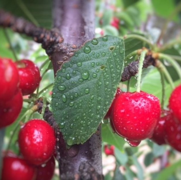 Wet weather has put early cherry harvesting on hold, as farmers say they will see substantial crop losses.