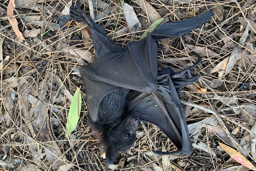 Dead bat lies on the ground.