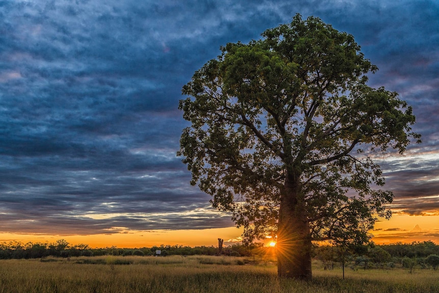 A boab tree in a paddock at sunset, with grey clouds in the sky.