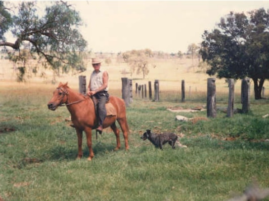 Old photo of man on horse with his cattle dog running beside 